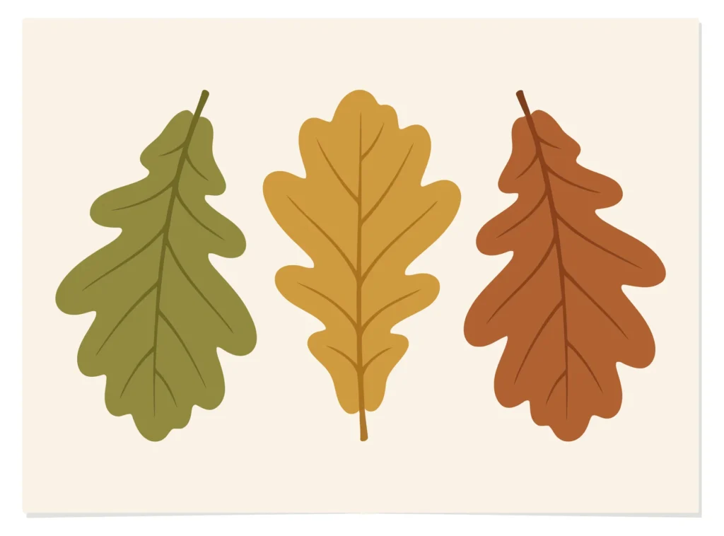 three autumn oak leaves in green, yellow, and brown