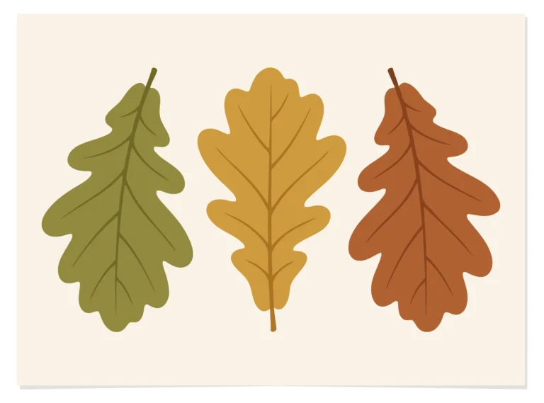 three autumn oak leaves in green, yellow, and brown