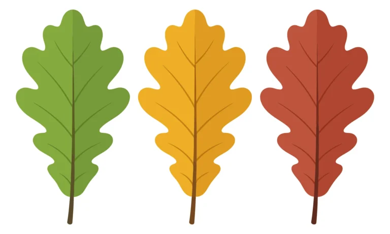 three autumn oak leaves isolated on white background
