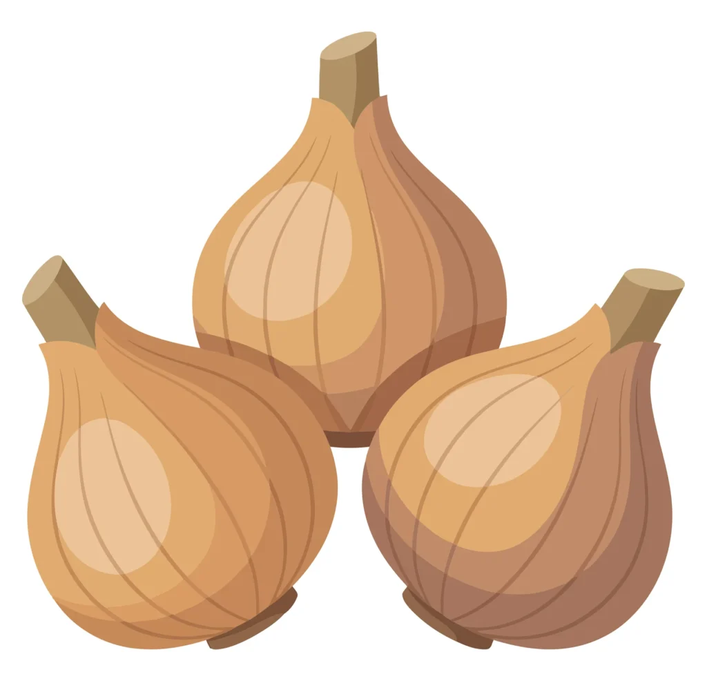 three fresh brown onions with stems isolated on white background