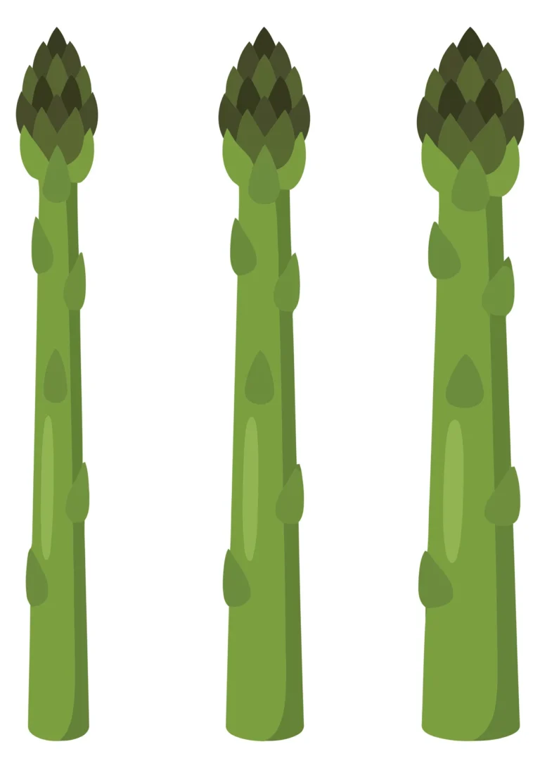 three fresh green asparagus stalks arranged vertically, detailed vegetable illustration isolated on white background