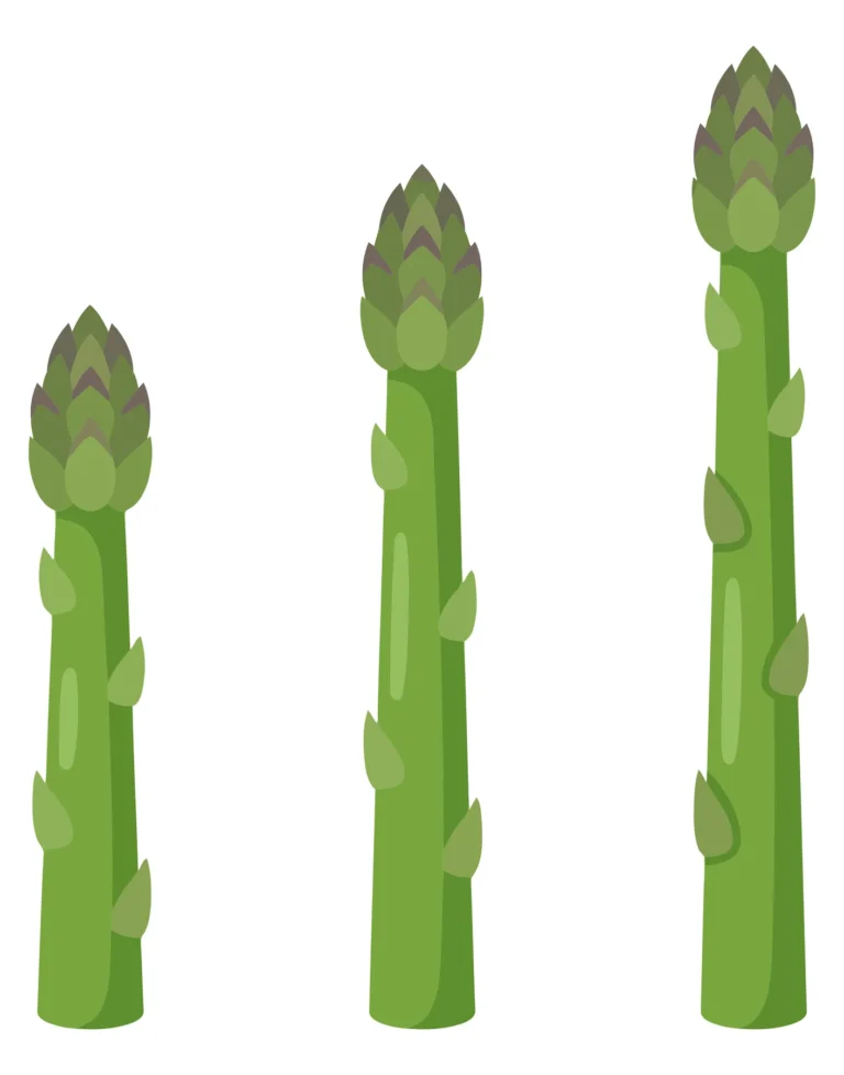 three fresh green asparagus stalks of different heights arranged in a row, flat vector illustration of healthy vegetable isolated on white b