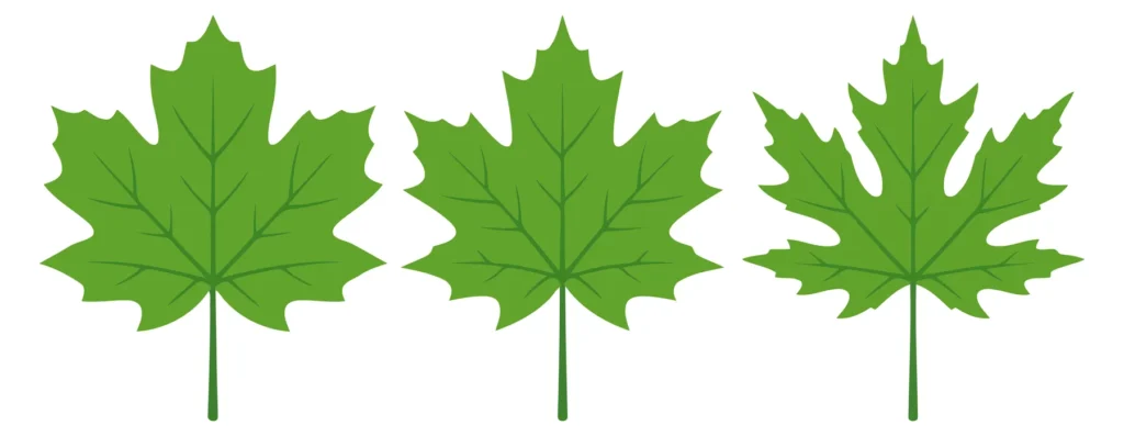 three green maple leaves isolated on white background