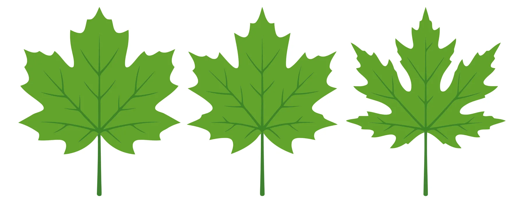 three green maple leaves isolated on white background