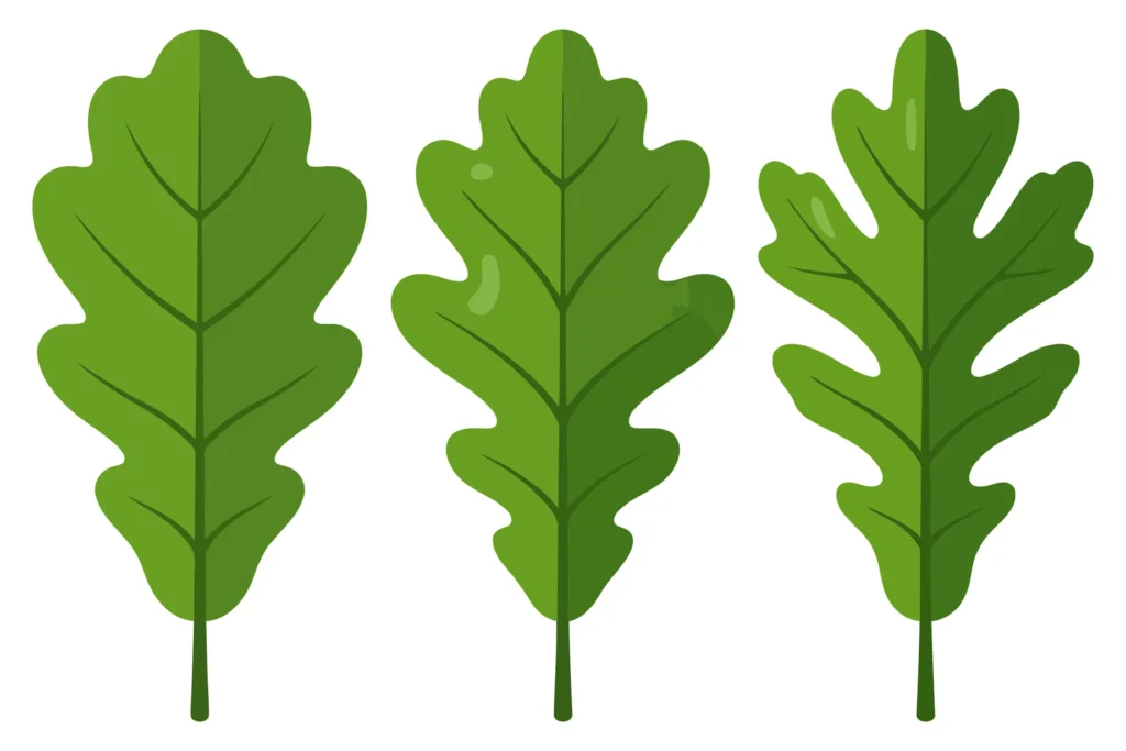three green oak leaves isolated on white background 2