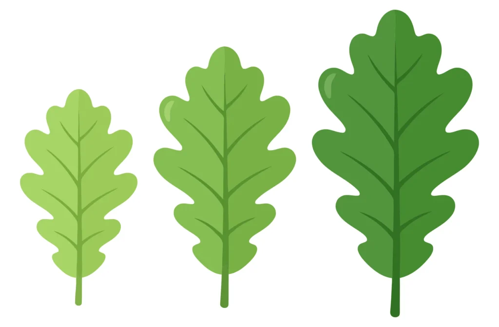 three green oak leaves isolated on white background