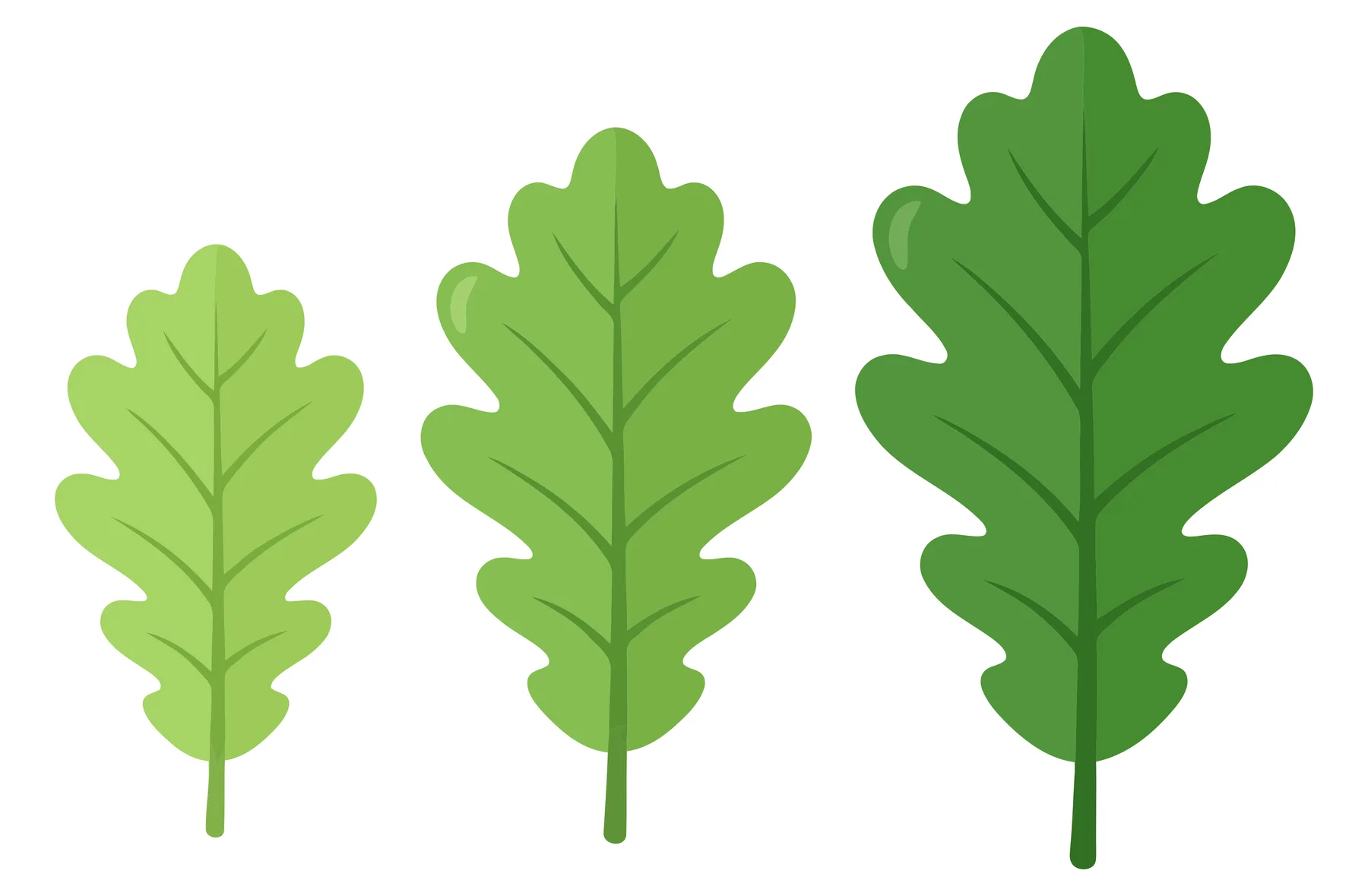 three green oak leaves isolated on white background