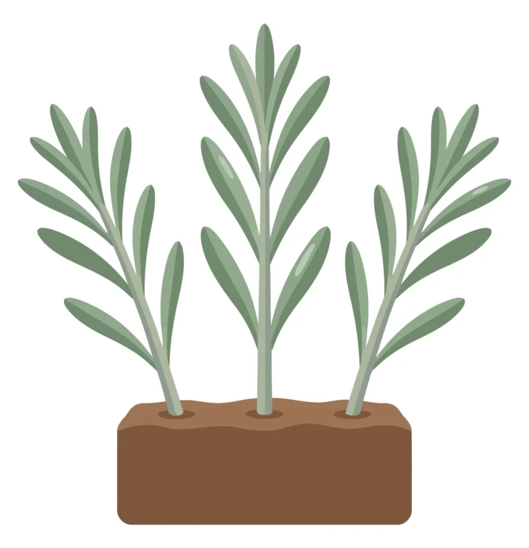 three green plant seedlings growing together in a rectangular brown soil block with lush leaves