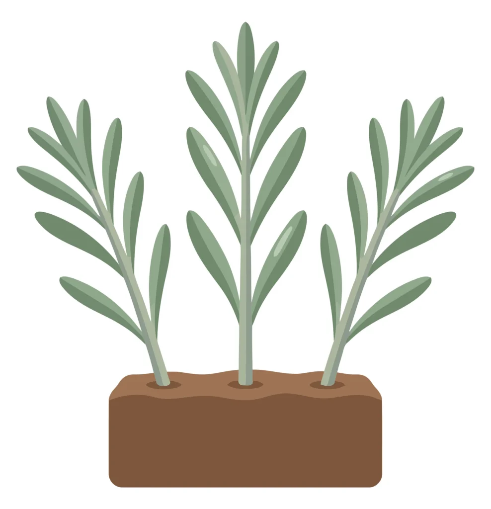 three green plant seedlings growing together in a rectangular brown soil block with lush leaves