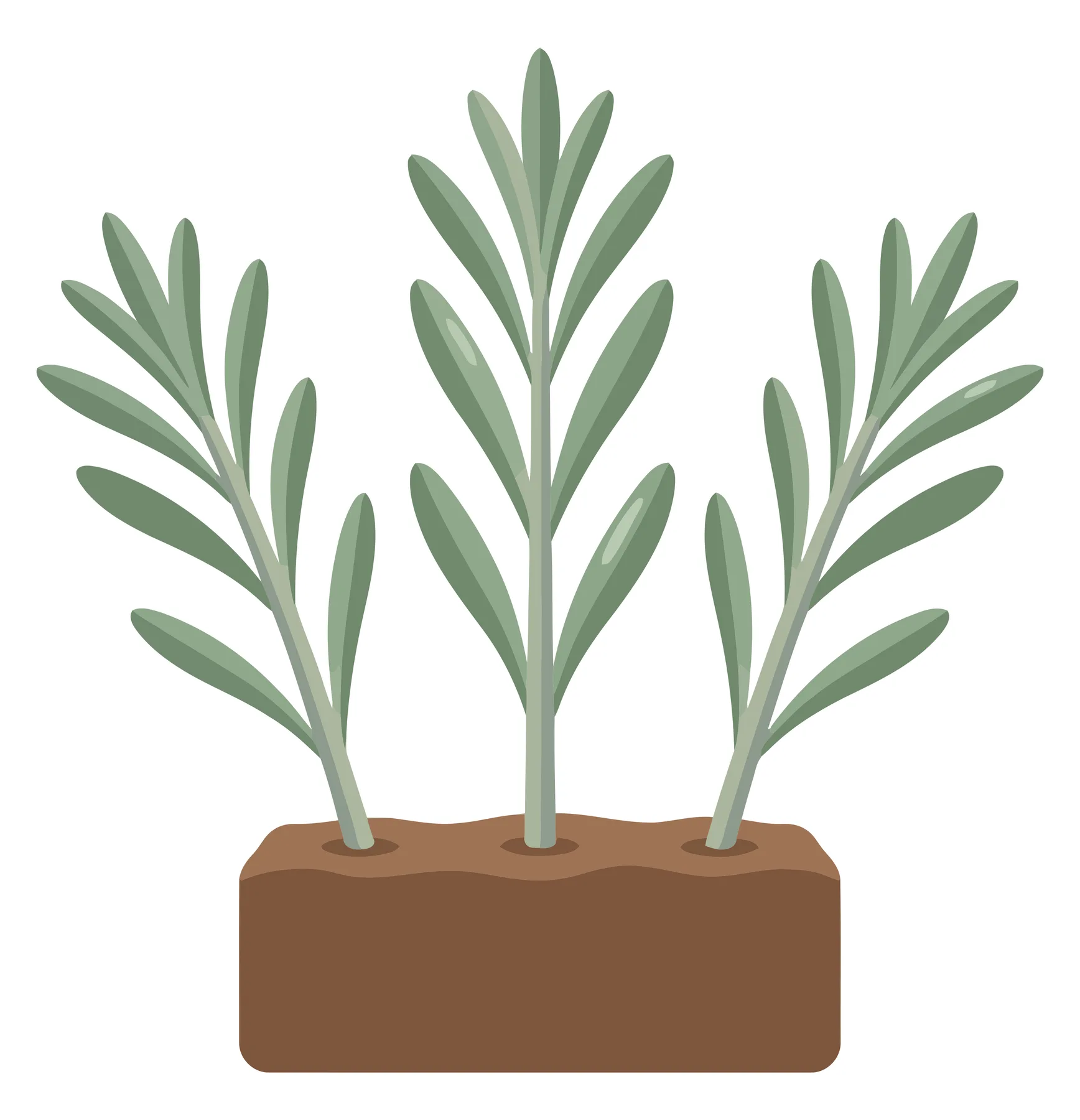 three green plant seedlings growing together in a rectangular brown soil block with lush leaves