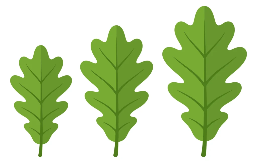 three growing green oak leaves isolated on white background