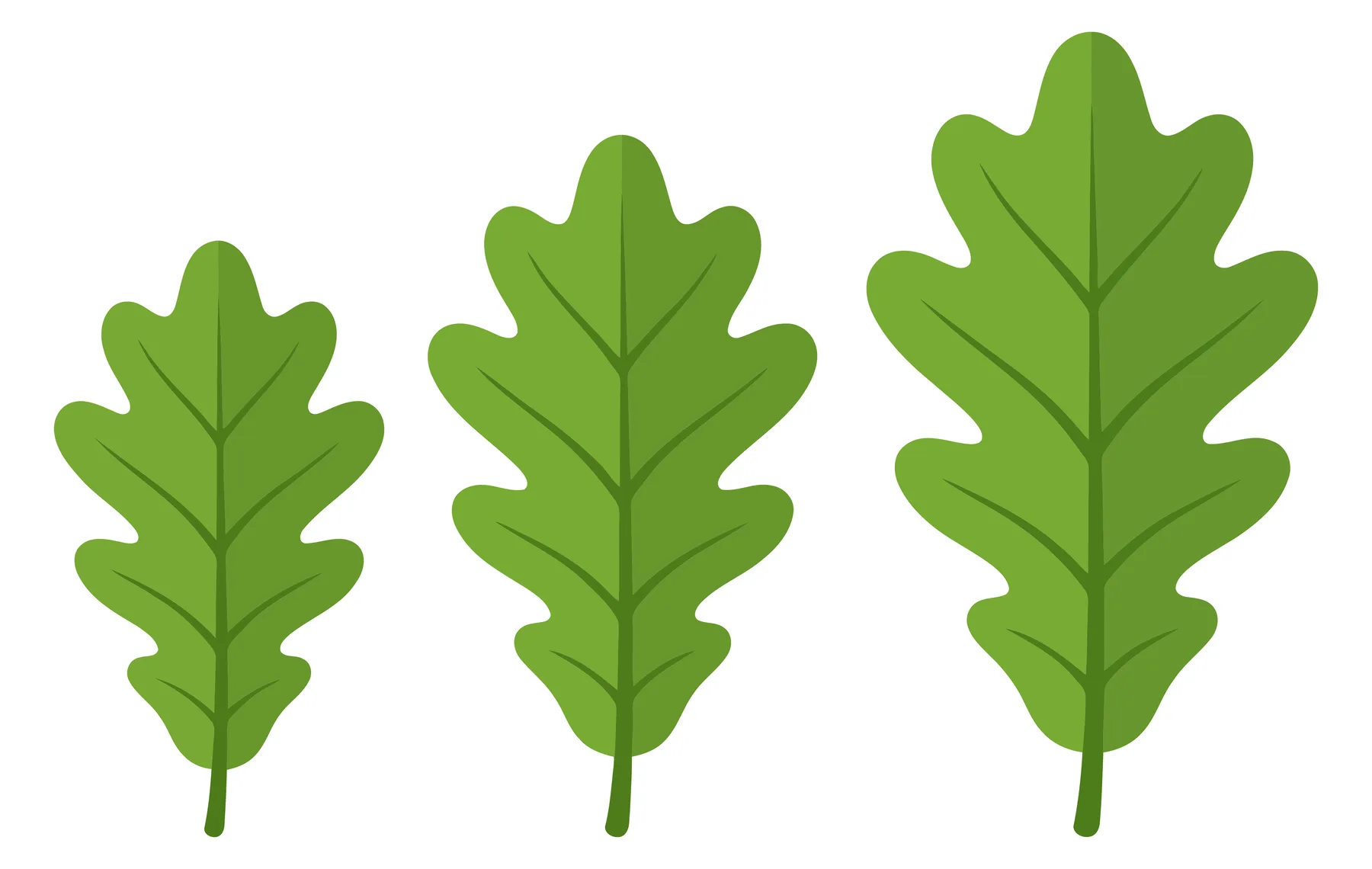three growing green oak leaves isolated on white background