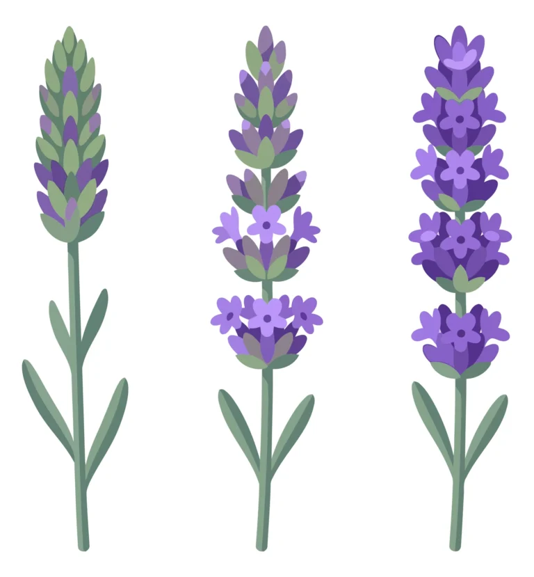 three lavender stems with different stages of blooming and flower designs isolated on white background