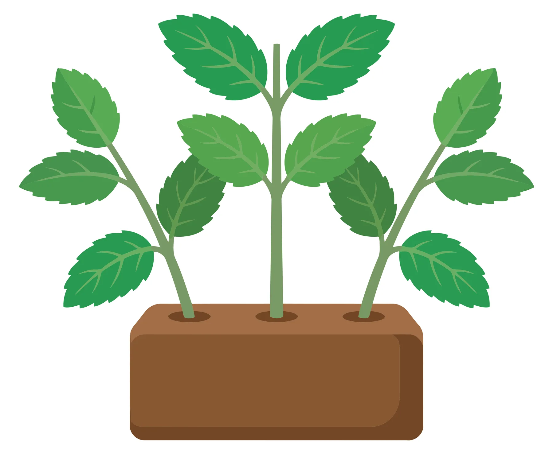 three mint plants growing together in a single soil bed isolated on white background