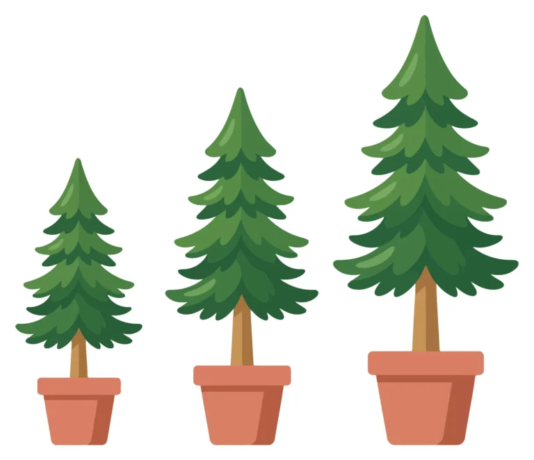 three pine trees in pots growing in size