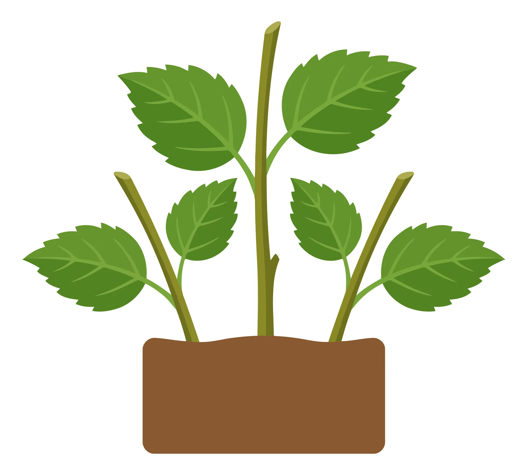 three plant cuttings planted in soil, growing green leaves