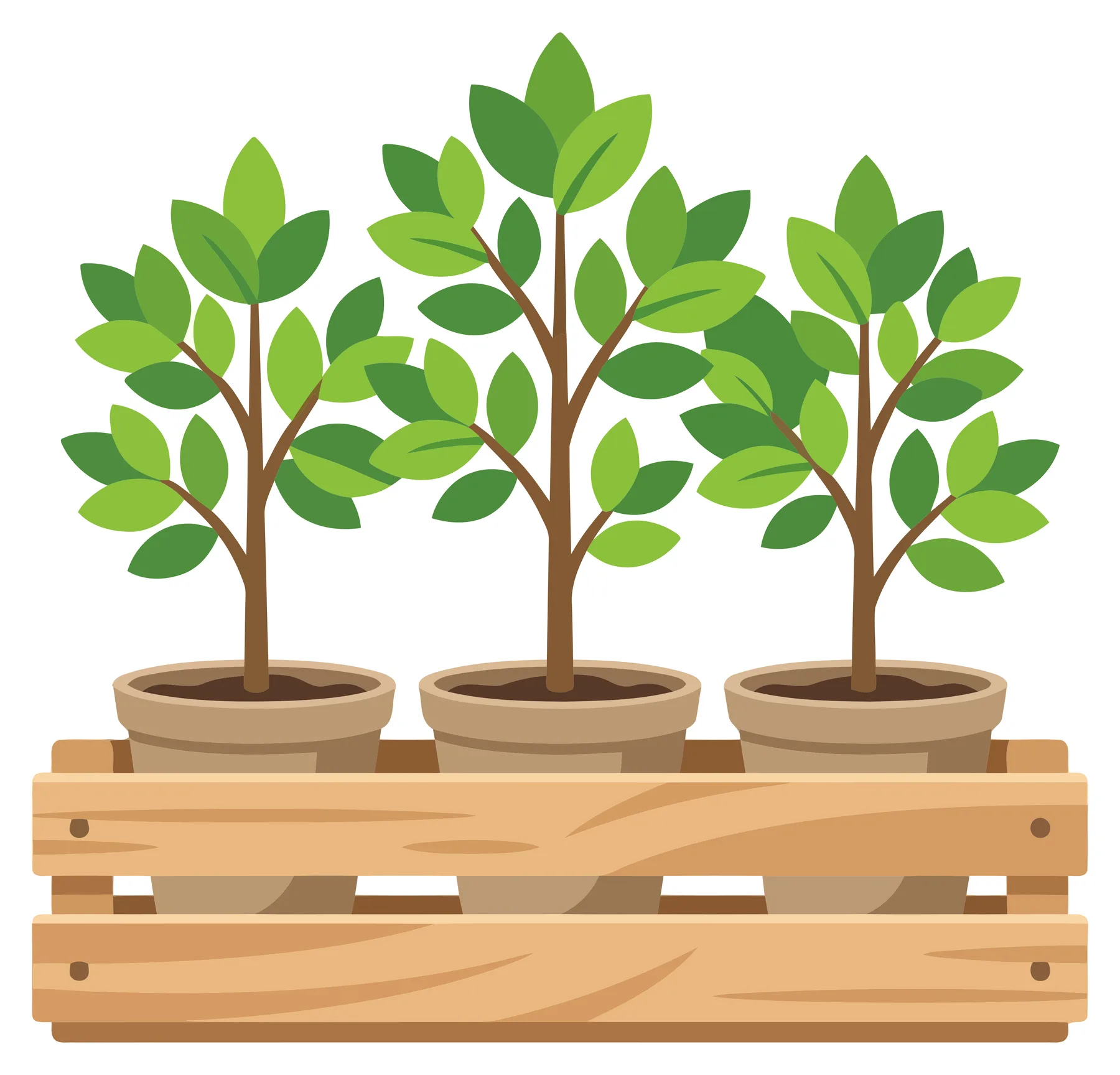 three small green potted plants arranged in a rustic wooden crate, vector illustration of indoor gardening and home decor elements