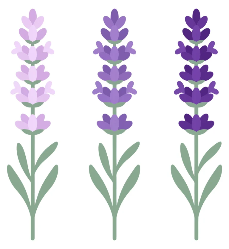 three stems of lavender flowers with green leaves, isolated on white background