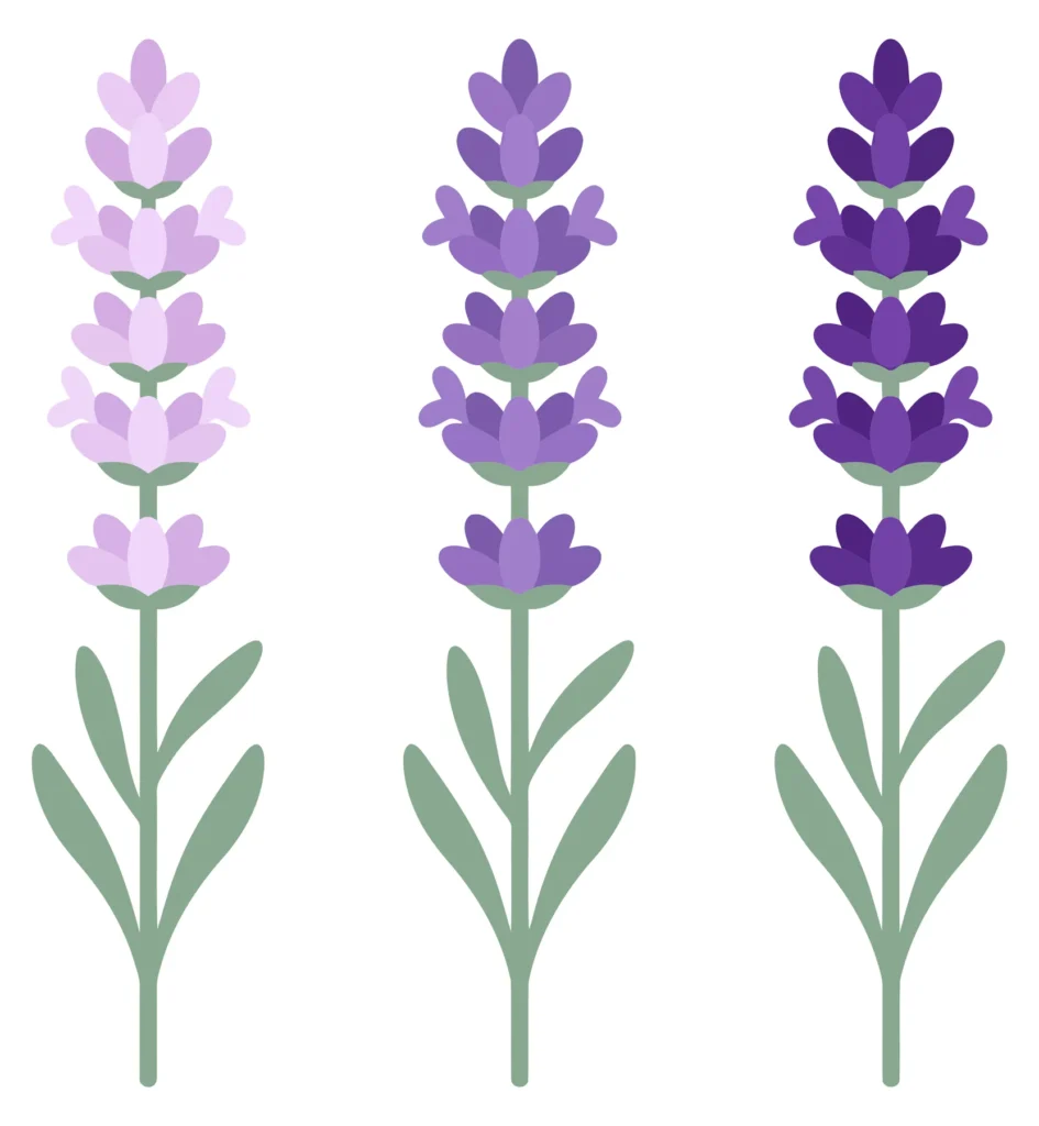 three stems of lavender flowers with green leaves, isolated on white background
