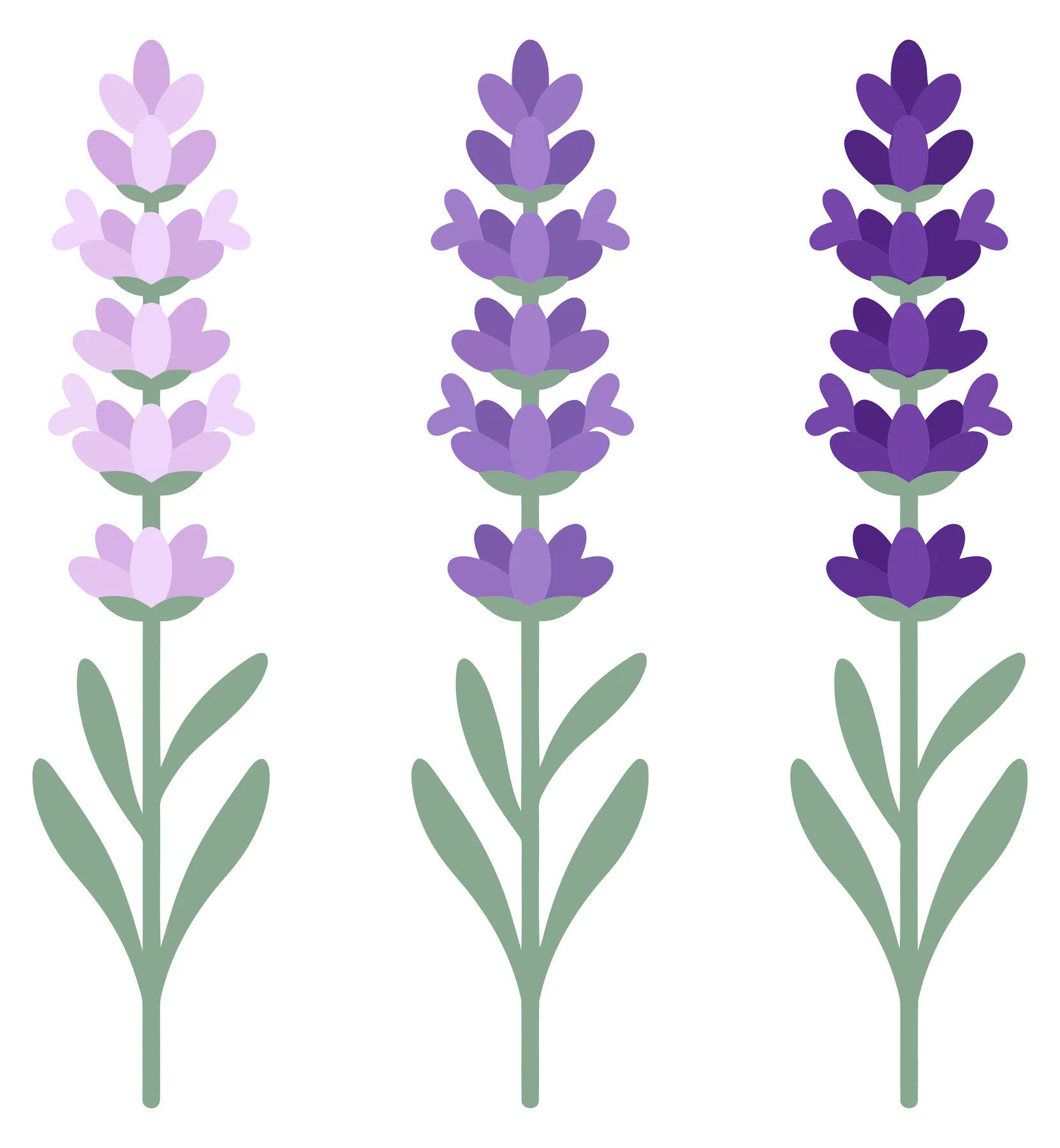 three stems of lavender flowers with green leaves, isolated on white background
