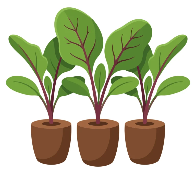 three young beet plants growing in small brown pots, vibrant green leaves with reddish stems, flat vector illustration of gardening seedling