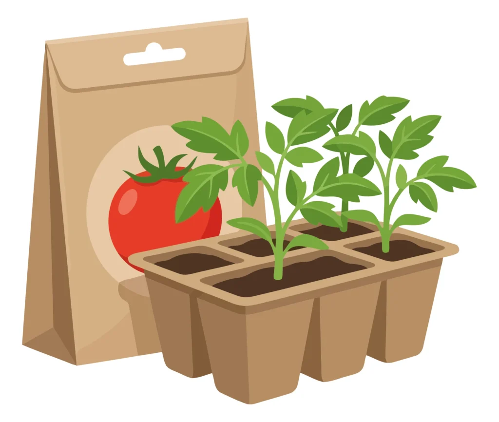 tomato seed packet and seedling tray with green sprouts isolated on white background