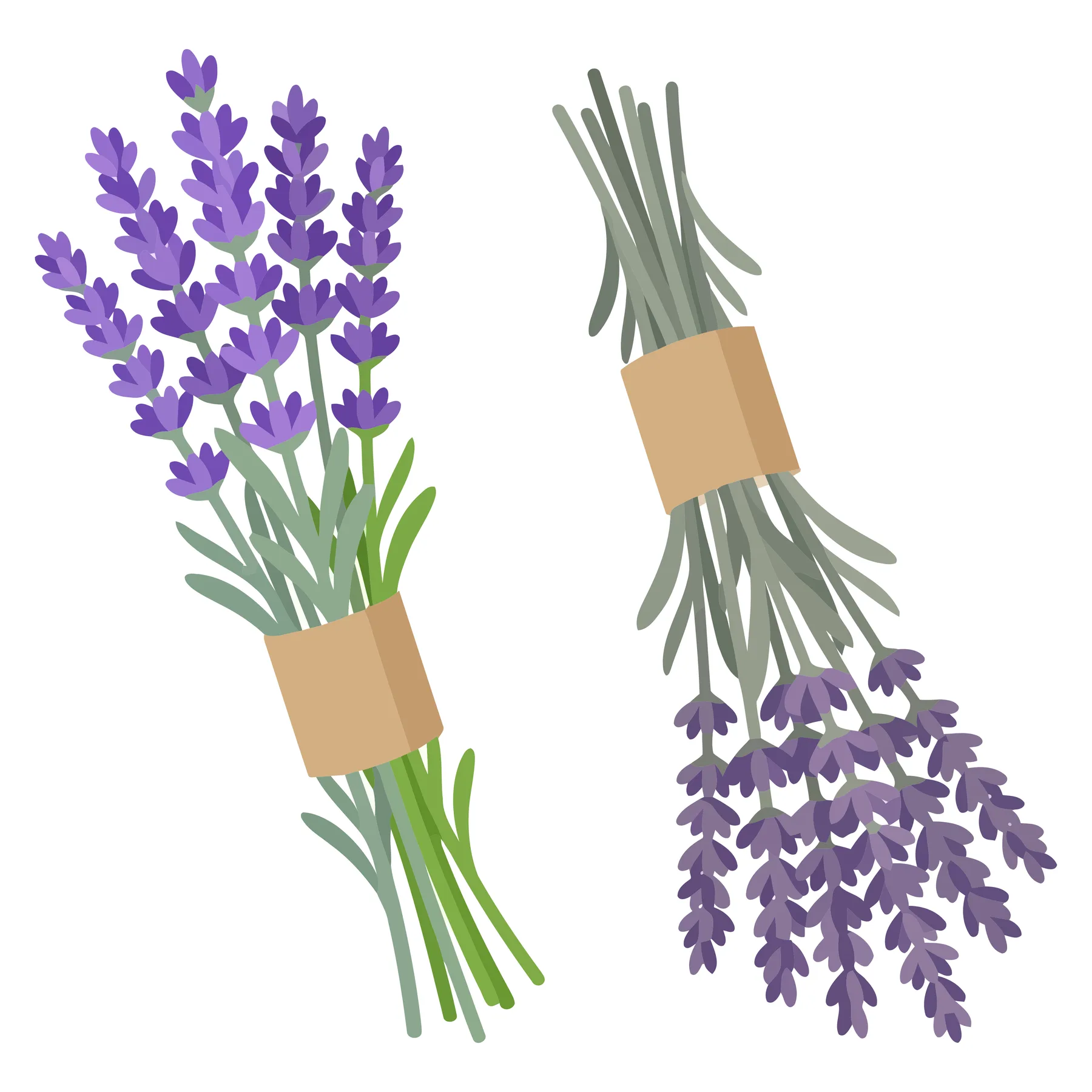 two bouquets of lavender flowers tied with paper tape isolated on white background