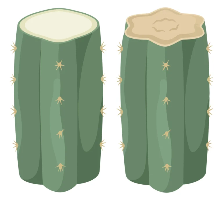 two cut cactus stems with thorns, illustration