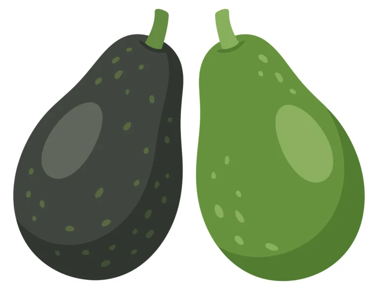 two fresh avocados with different skin colors, a dark ripe one and a light green unripe one, isolated on white background