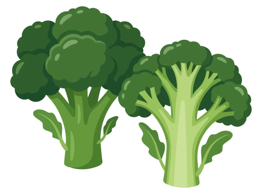 two fresh green broccoli stalks isolated on white background