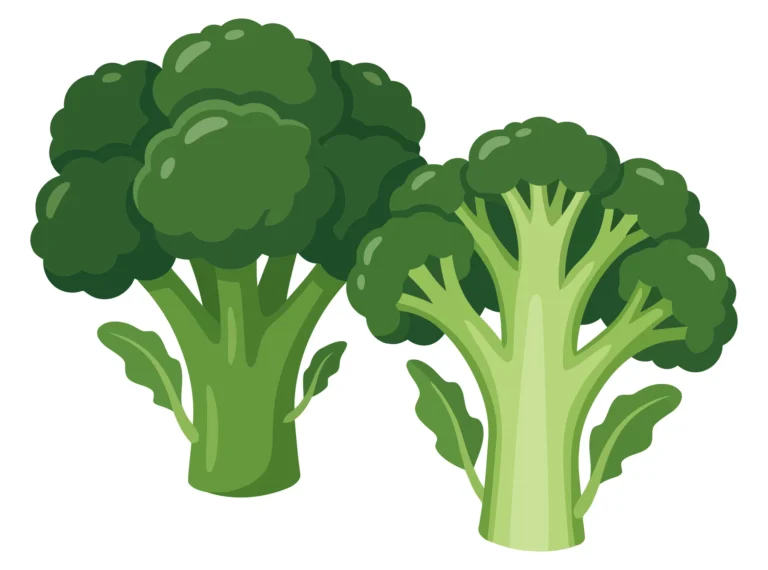 two fresh green broccoli stalks isolated on white background
