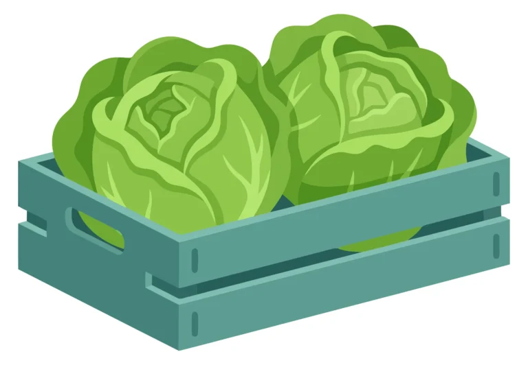 two fresh green lettuces in a wooden crate vector illustration