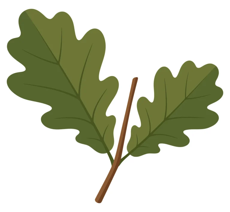 two green oak leaves on a brown twig