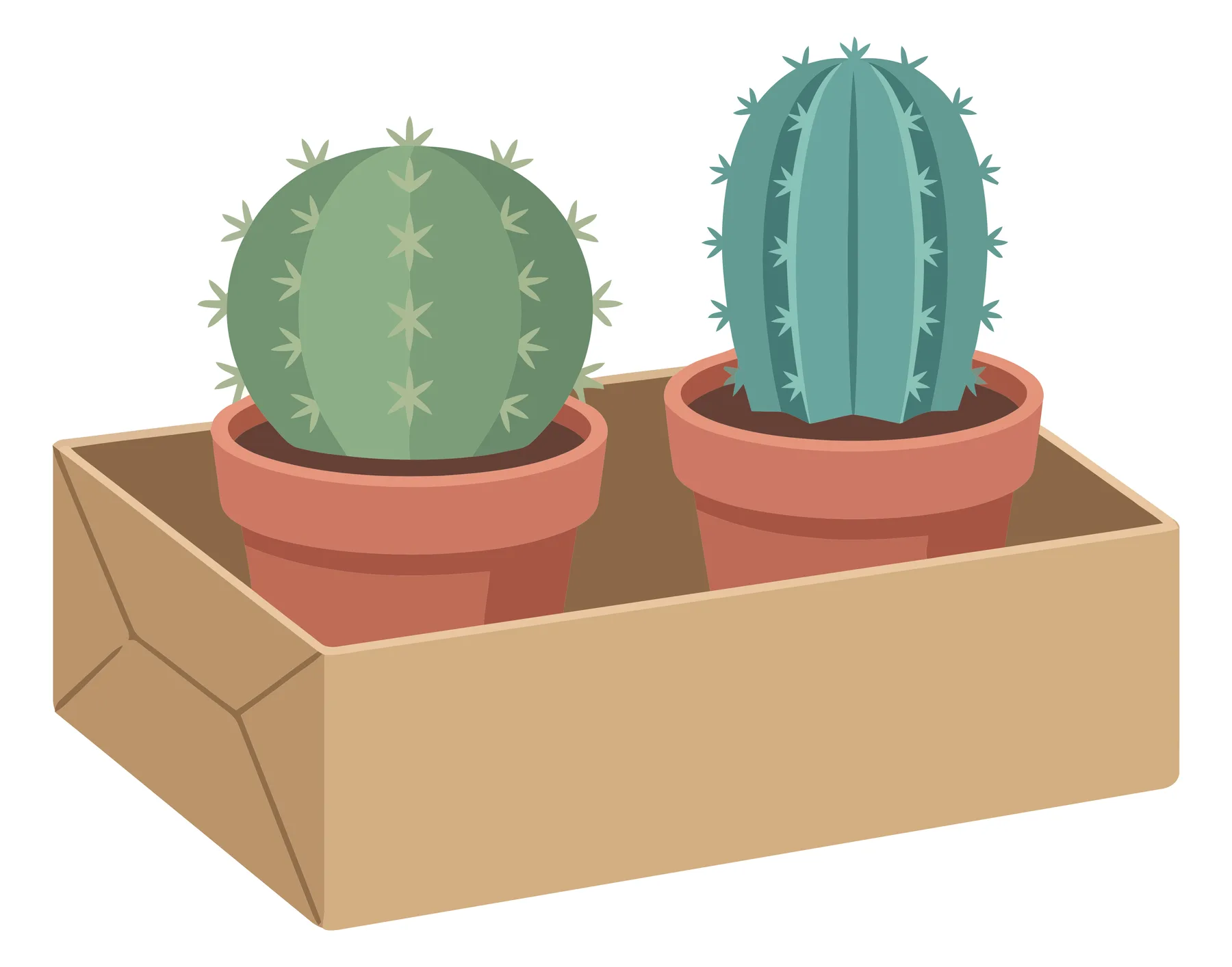 two potted cacti in a cardboard box, illustration