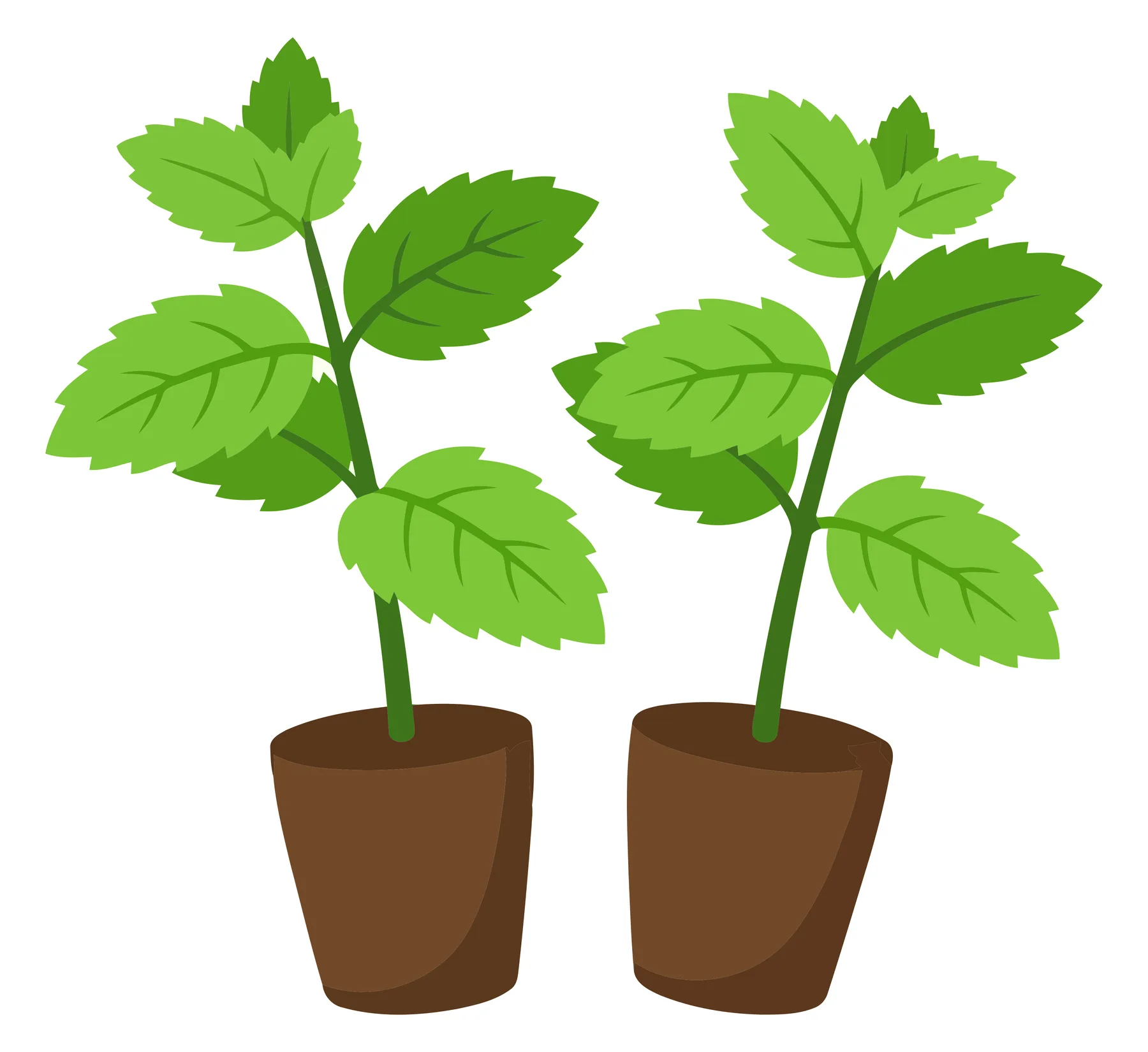 two potted mint plants with fresh green leaves vector graphic