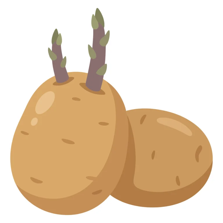two raw potatoes, one with green sprouts growing, isolated on white background