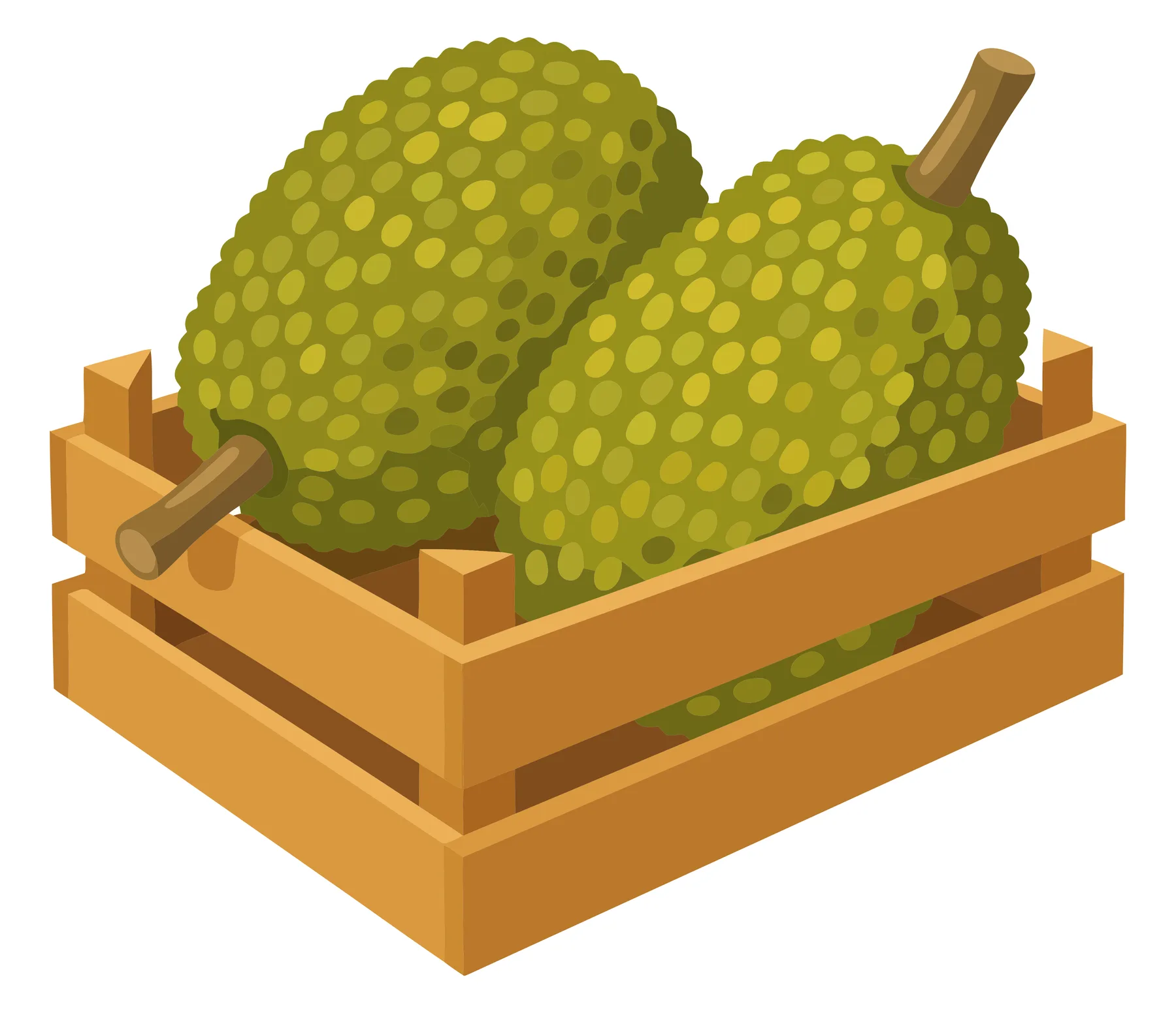 two whole jackfruit in a wooden crate, tropical fruit harvest, fresh agricultural produce, organic farming concept, vector illustration isol