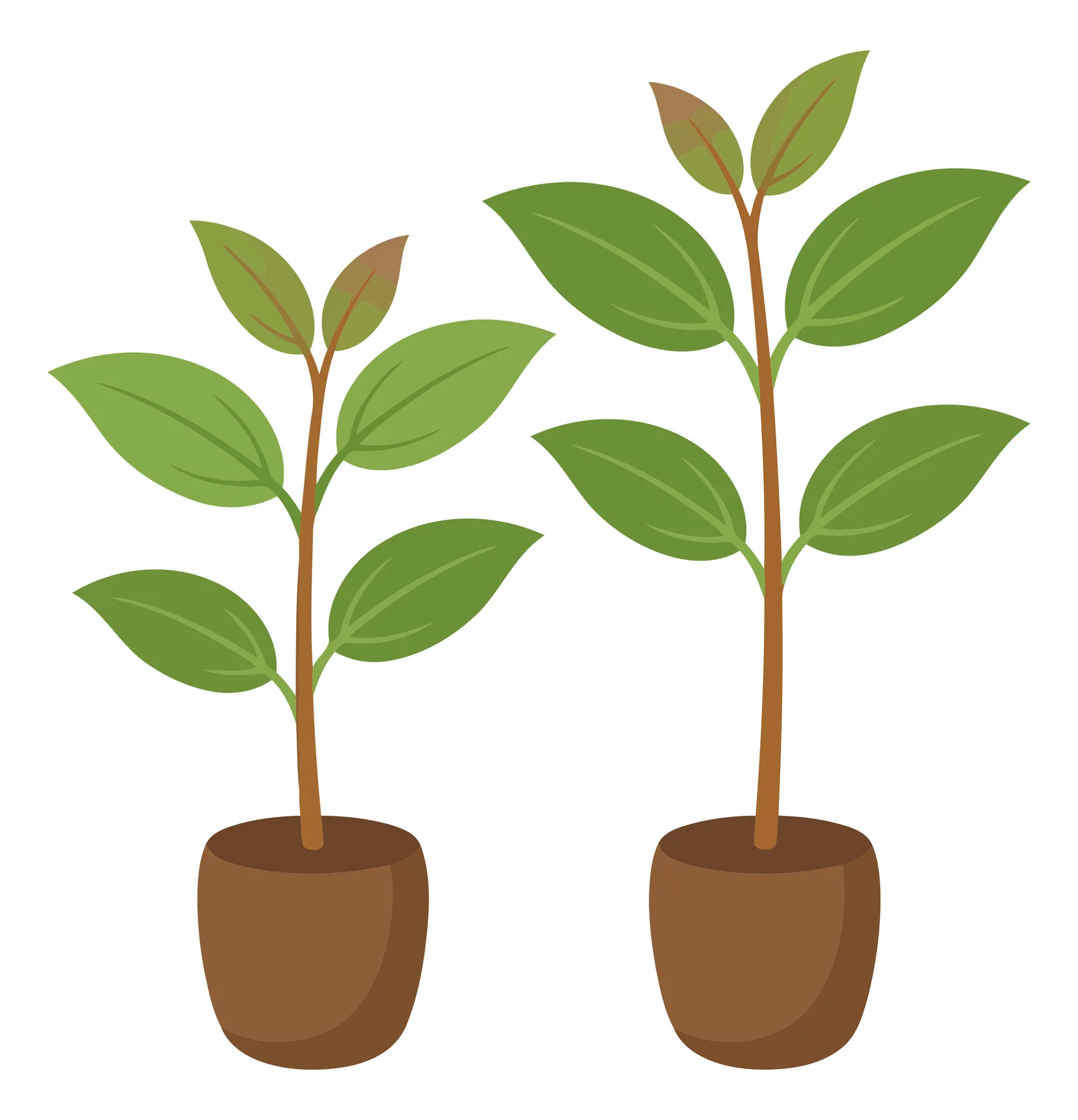two young cinnamon plants growing in pots isolated on white background