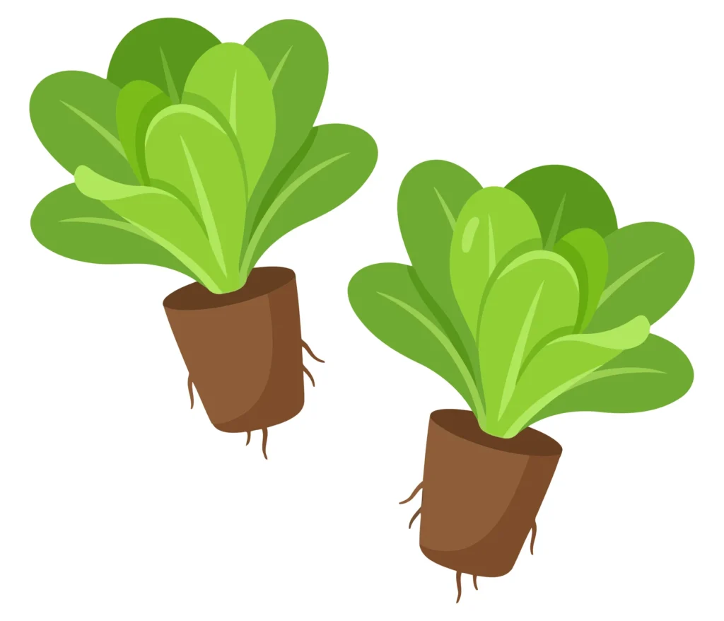two young green leafy plant seedlings with root systems in soil plugs, isolated on white background
