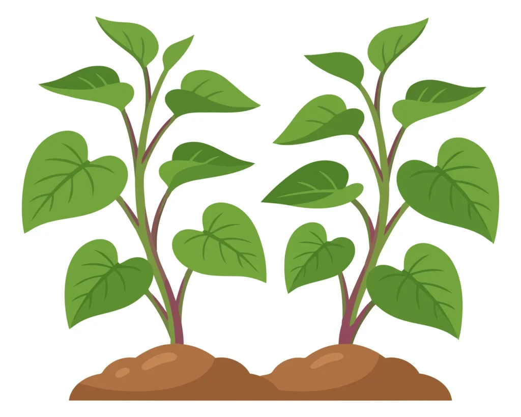 two young green plant sprouts growing from the soil, illustration of small seedlings with heartshaped leaves