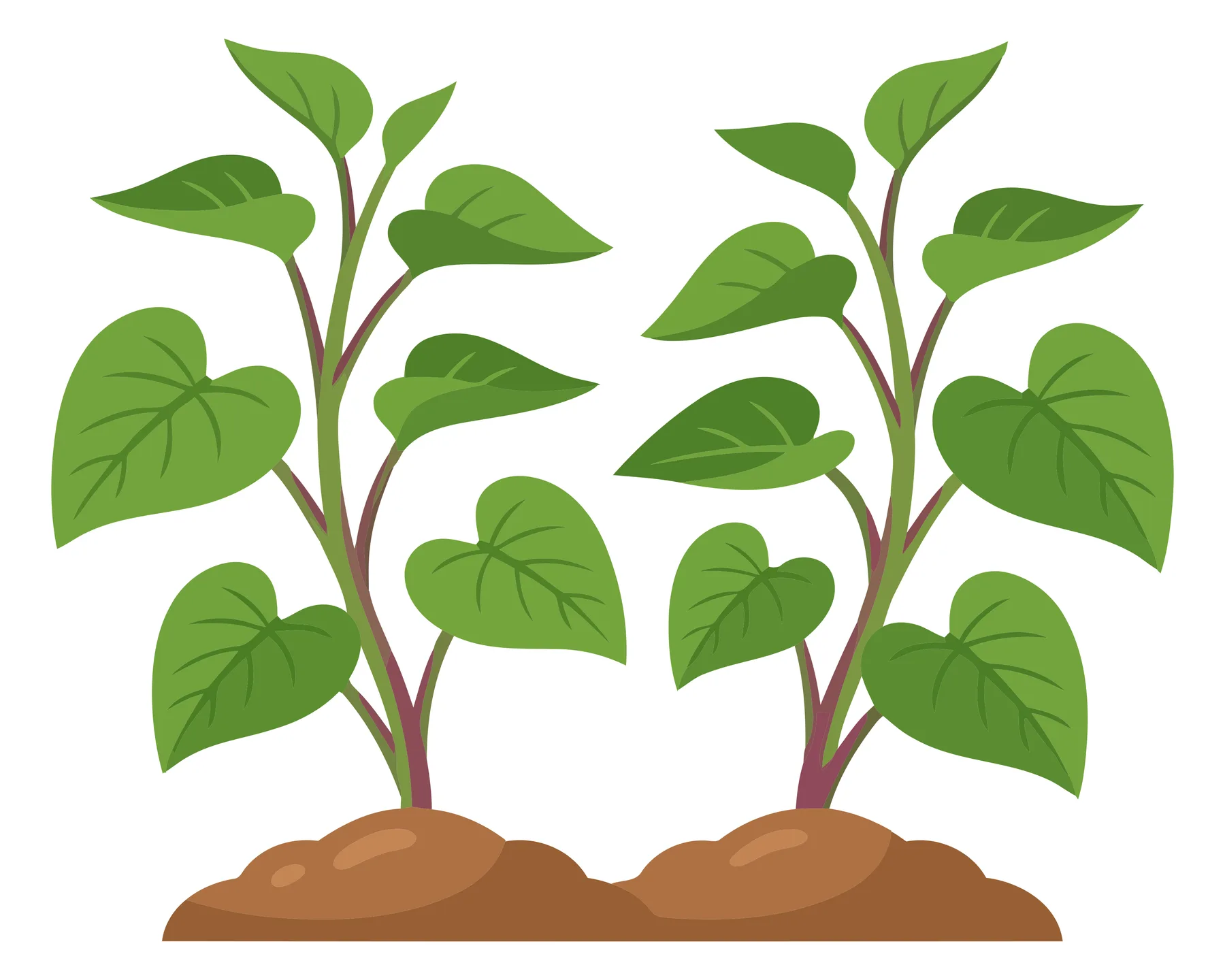 two young green plant sprouts growing from the soil, illustration of small seedlings with heartshaped leaves