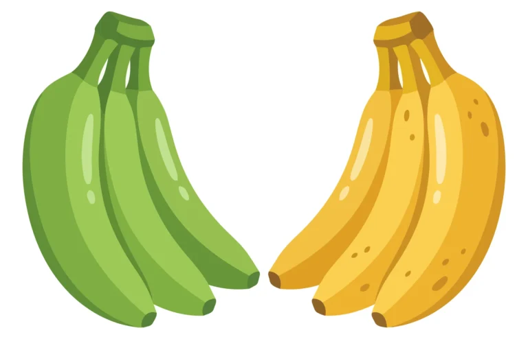 unripe green and ripe yellow bananas isolated on white background