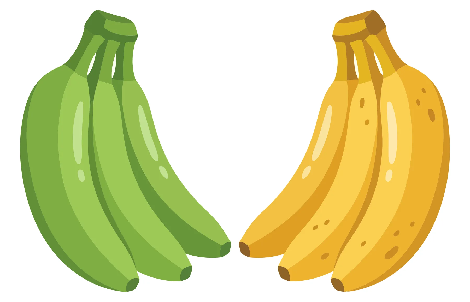 unripe green and ripe yellow bananas isolated on white background