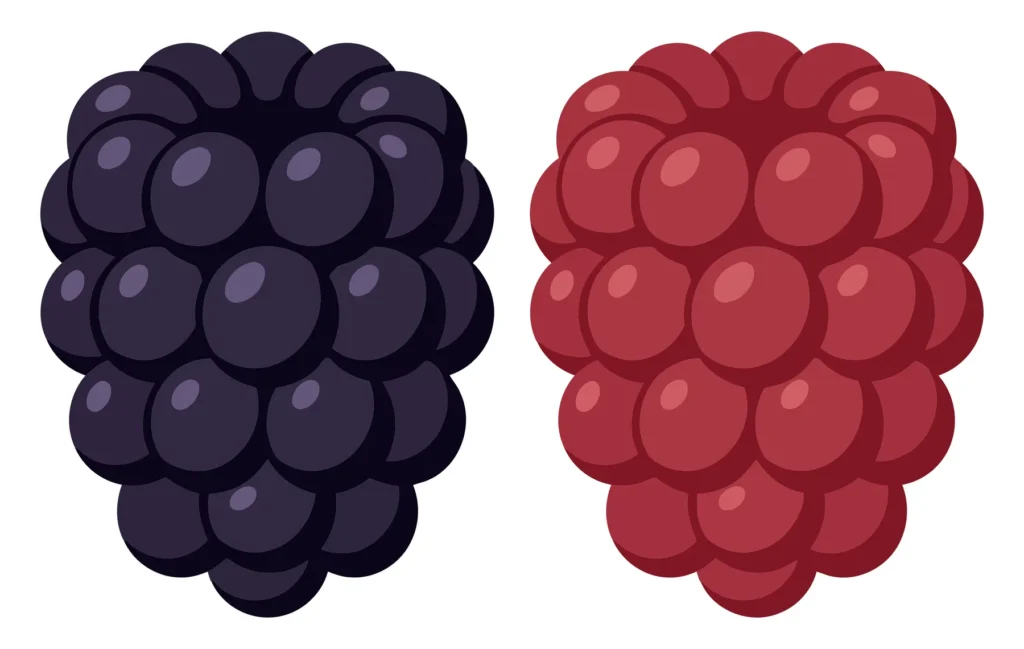 Vector Illustration Of A Fresh Blackberry And A Ripe Raspberry Isolated On White Background vector illustration of a fresh blackberry and a ripe raspberry isolated on white background