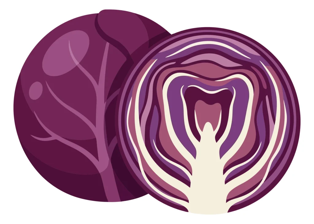 vector illustration of a whole red cabbage and a half cut red cabbage isolated on white background