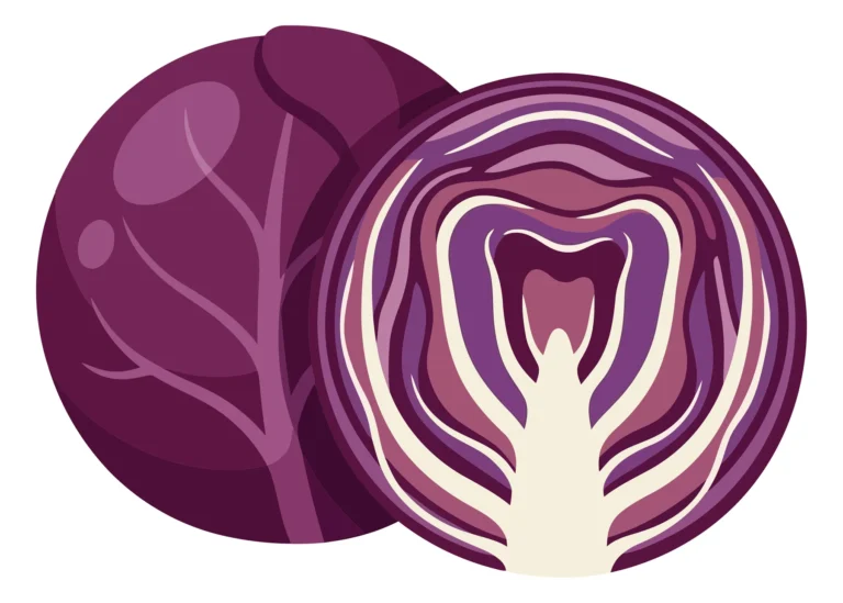 vector illustration of a whole red cabbage and a half cut red cabbage isolated on white background