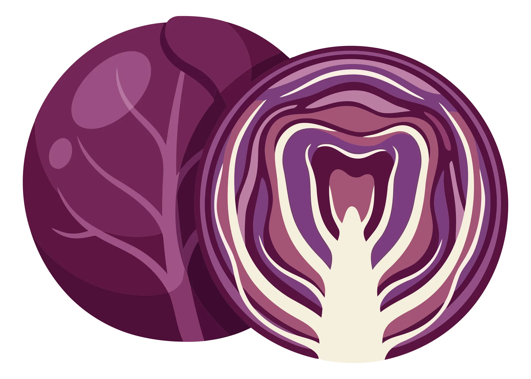 vector illustration of a whole red cabbage and a half cut red cabbage isolated on white background