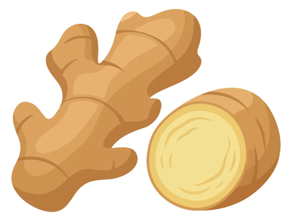 vector illustration of fresh ginger root rhizome whole and sliced piece, isolated on white background