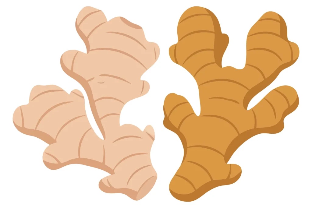 vector illustration of fresh ginger root rhizomes in two different colors, isolated on white background