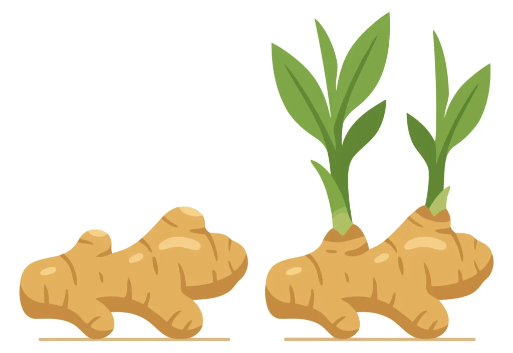 vector illustration of fresh ginger root rhizomes, one sprouting green leaves, isolated on white background